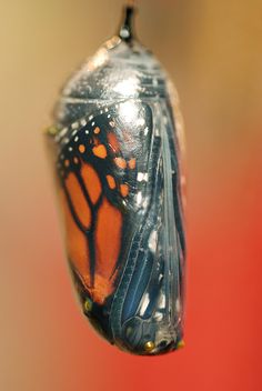 an orange and black butterfly is hanging upside down