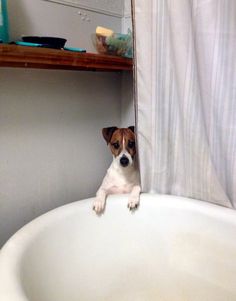 a small brown and white dog sitting on top of a bath tub