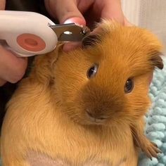 a person cutting the hair of a guinea pig