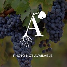 a bunch of grapes hanging from a vine with the word photo not available on it