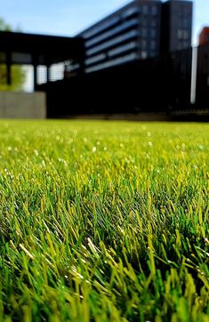 green grass with buildings in the background