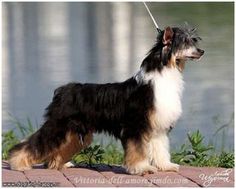 a black and white dog standing on top of a brick walkway next to a body of water