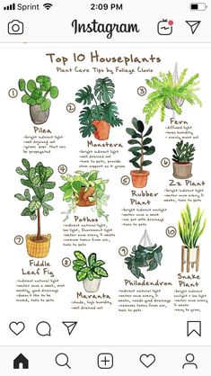 an instagram page with different houseplants and their names on the bottom right hand corner