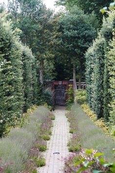 the path is lined with trees and bushes, leading to an old gate in the middle