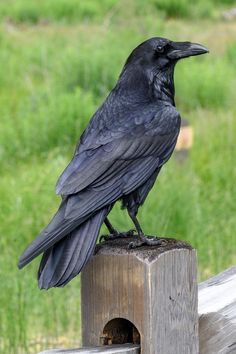 a large black bird sitting on top of a wooden post next to a green field