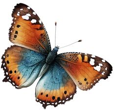 an orange and blue butterfly flying in the air with its wings spread wide, on a white background