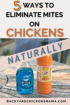 three ways to minimize mitts on chickens naturally