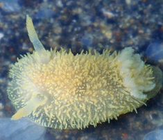 a yellow sea urchin sitting on top of the ocean floor