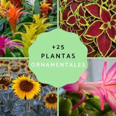 different types of plants and flowers with the words plantas ornamentaales on them