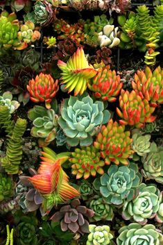 many different types of succulents growing on a wall