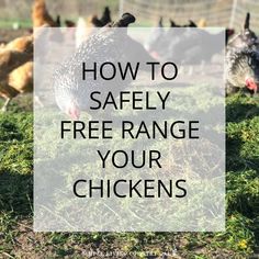 chickens in a field with the words how to safely free range your chickens