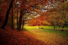 an autumn scene with leaves on the ground and trees in the background