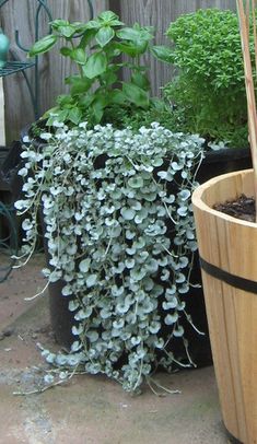 a wooden barrel with some plants in it and another potted plant next to it