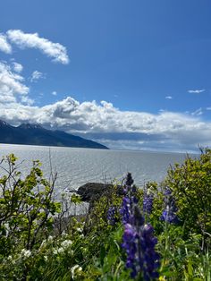 some purple flowers are by the water