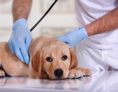 a person in blue gloves is petting a puppy