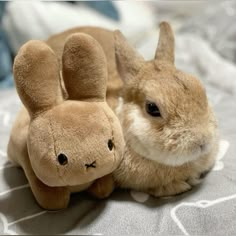 two stuffed animals sitting on top of a bed next to each other in front of the camera