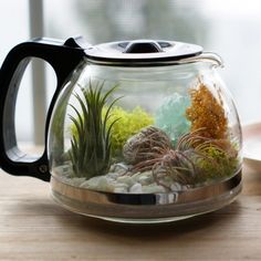 a glass teapot filled with plants on top of a table next to a cup