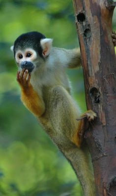 a squirrel eating something on a tree branch