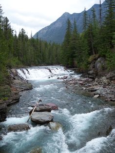 a river running through a forest filled with rocks