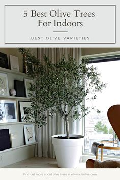 a living room filled with furniture and a potted olive tree in the middle of it