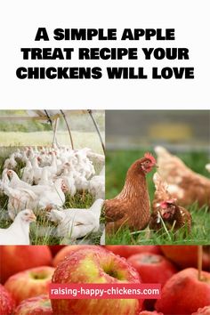 an apple and chickens with the words, a simple apple treat recipe your chickens will love