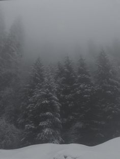 the trees are covered in snow and fog