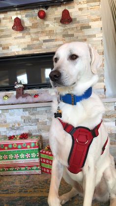 a white dog wearing a red harness sitting in front of a fireplace