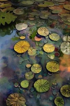 water lilies floating on top of a pond filled with green leafy plants and leaves