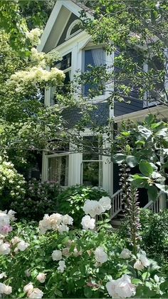 white roses in front of a house surrounded by trees and bushes on a sunny day