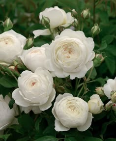 white roses are blooming in the garden