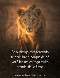 a lion walking across a field with the caption saying,'se o inimingo est tendando te derribar e porque de pe voce de voce