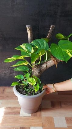 a woman is placing plants in a pot on the floor next to a tree branch