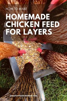 chickens eating food from a tray with the words how to make homemade chicken feed for layers