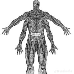 a drawing of a man's body with muscles drawn in the style of a human figure