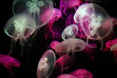 many jellyfish are swimming in the water