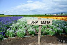 there is a sign that says farm tomita in front of a field of flowers