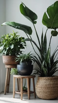 three potted plants sitting next to each other on top of wooden stools in front of a white wall