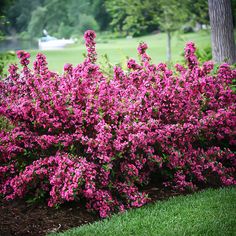 purple flowers are blooming in the grass next to a bush with green leaves on it