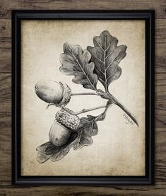 an ink drawing of leaves and acorns on a wooden background in a black frame