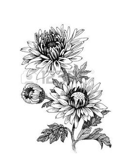 Drawing Chrysanthemum, November Flower, Line Art Flowers, Flower Sketches, Chrysanthemum Flower