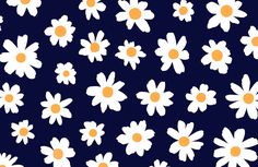 white and orange daisies on a dark blue background