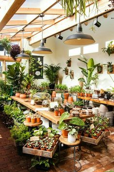 a room filled with lots of potted plants and hanging lights above the tables in front of them