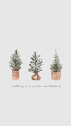 three potted plants with the words, something in winter wonderland written below them on a light grey background