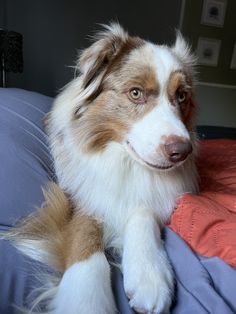 a brown and white dog laying on top of a bed next to a blue blanket