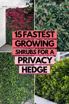 several different types of plants and shrubs with the words 15 fastest growing shrubs for a privacy hedge