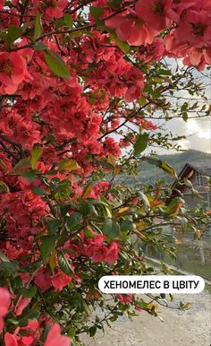 red flowers growing on the side of a road