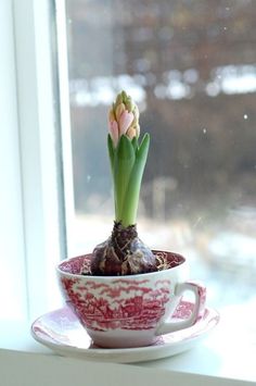 a small potted plant sitting on top of a saucer next to a window