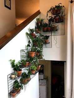 a stair case with plants growing on it and an instagram page below that reads plant mama & papas - well that escal