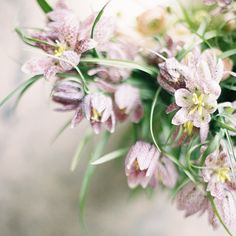 a bunch of pink flowers sitting on top of a white countertop next to each other