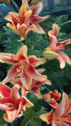 orange and yellow flowers in a garden next to green plants with red tips on them